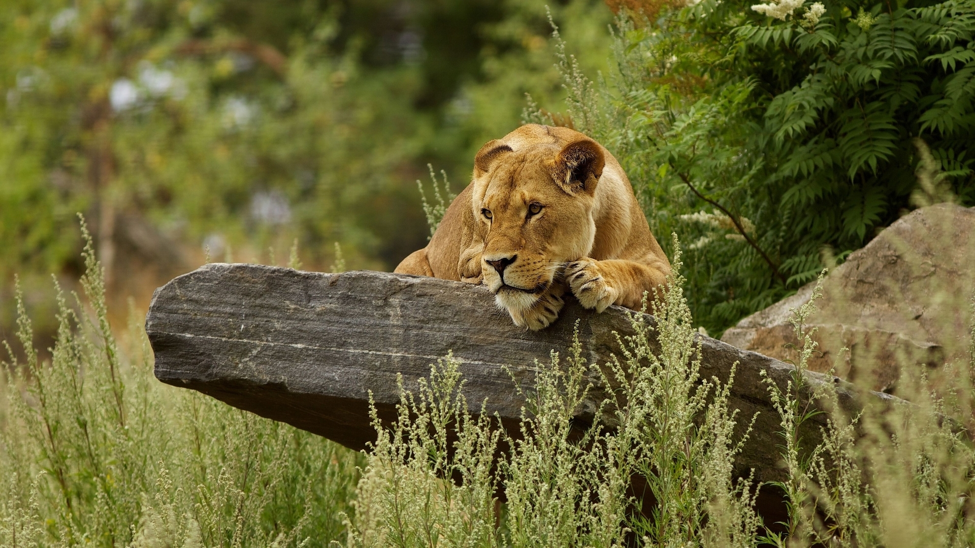 Image: Lioness, look, eyes, watching, lies, cat, muzzle, predator, stone, greens
