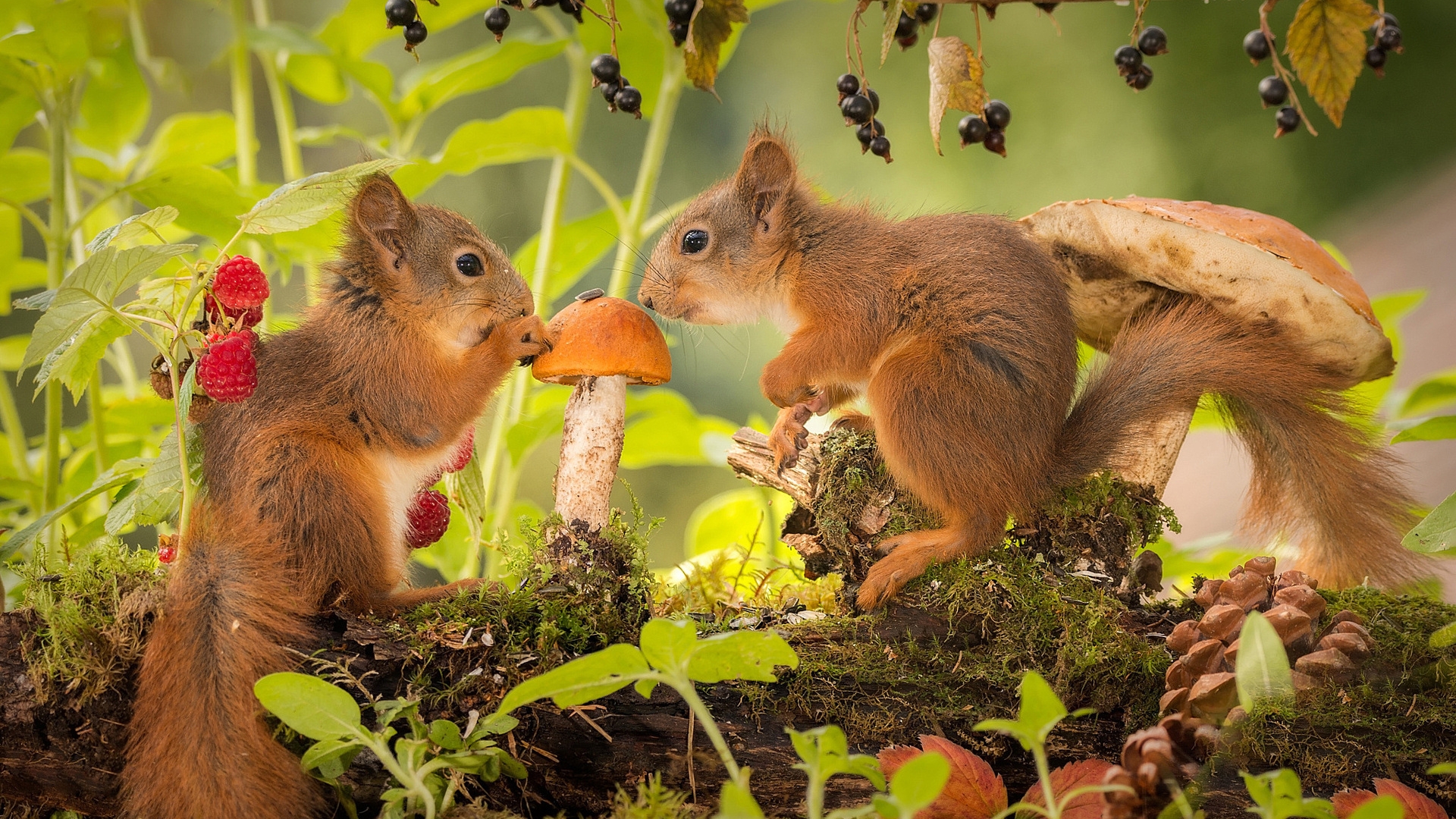 Image: Squirrels, two, red, mushrooms, berries, summer, leaves, forest