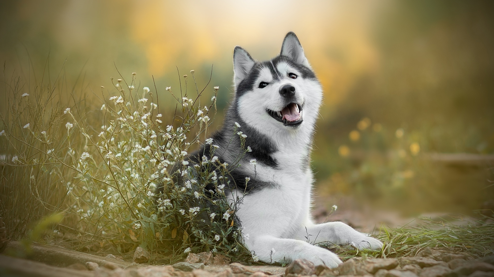 Image: Husky, dog, breed, joy, flowers, field, grass
