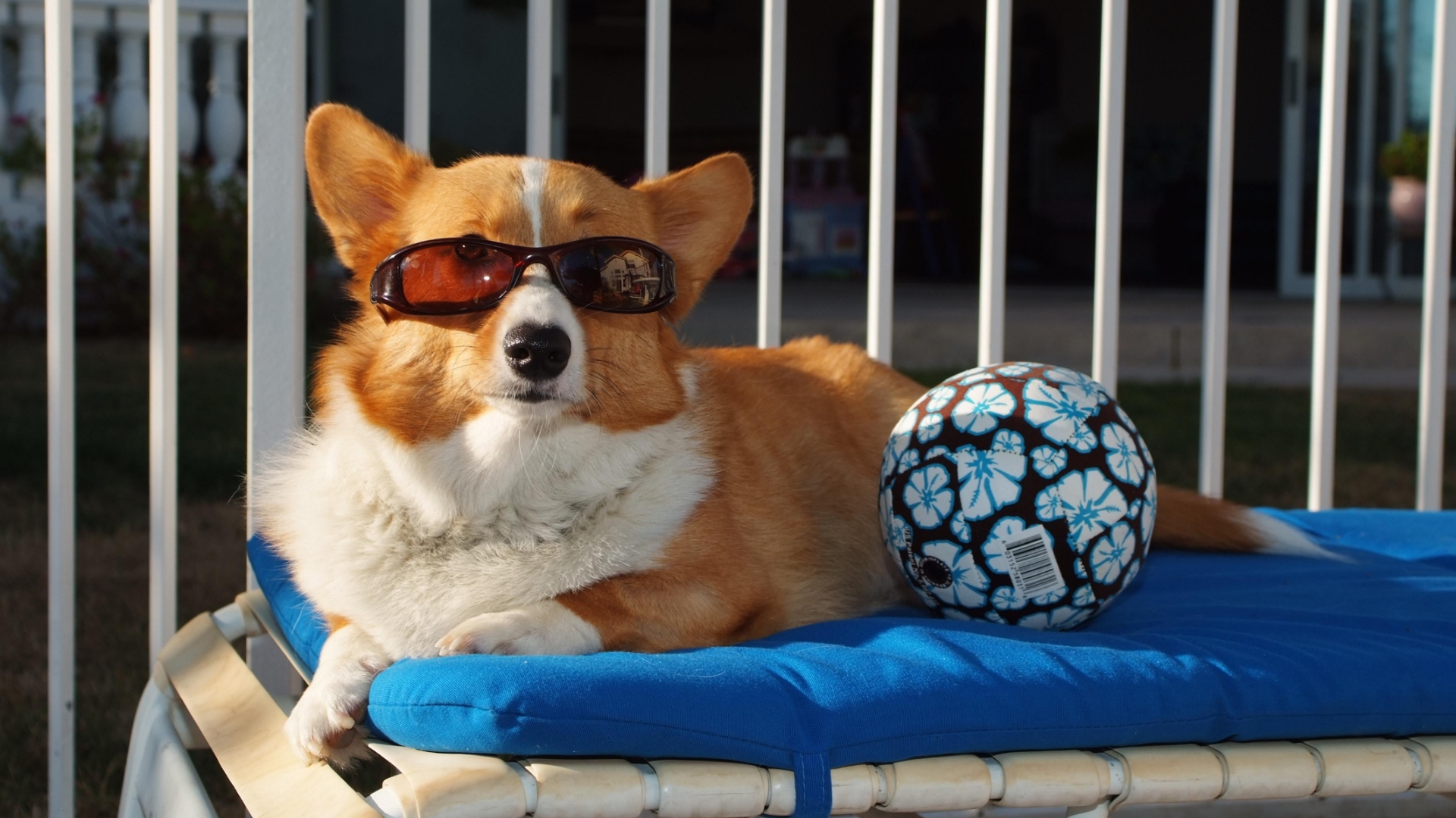 Image: Dog, glasses, ball, lies