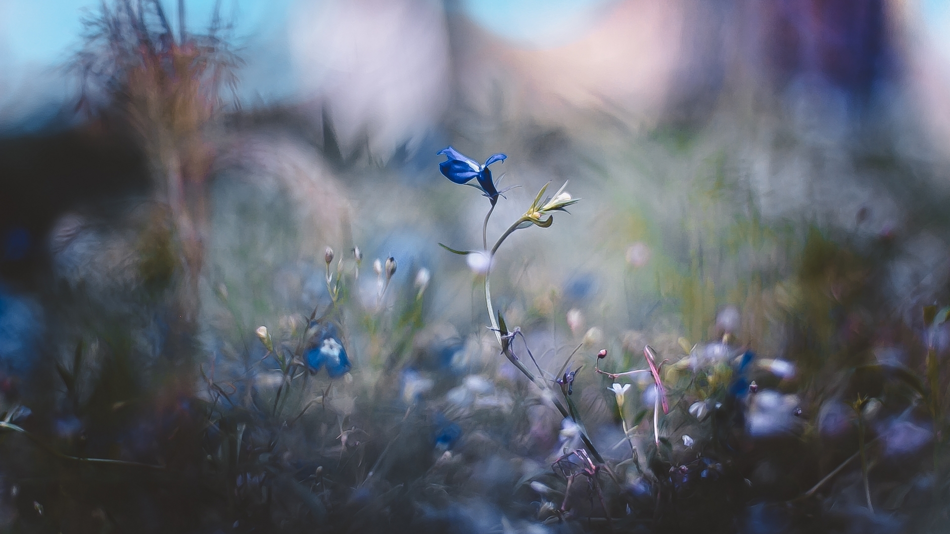 Image: flowers, plants, grass, blur, filter, effect