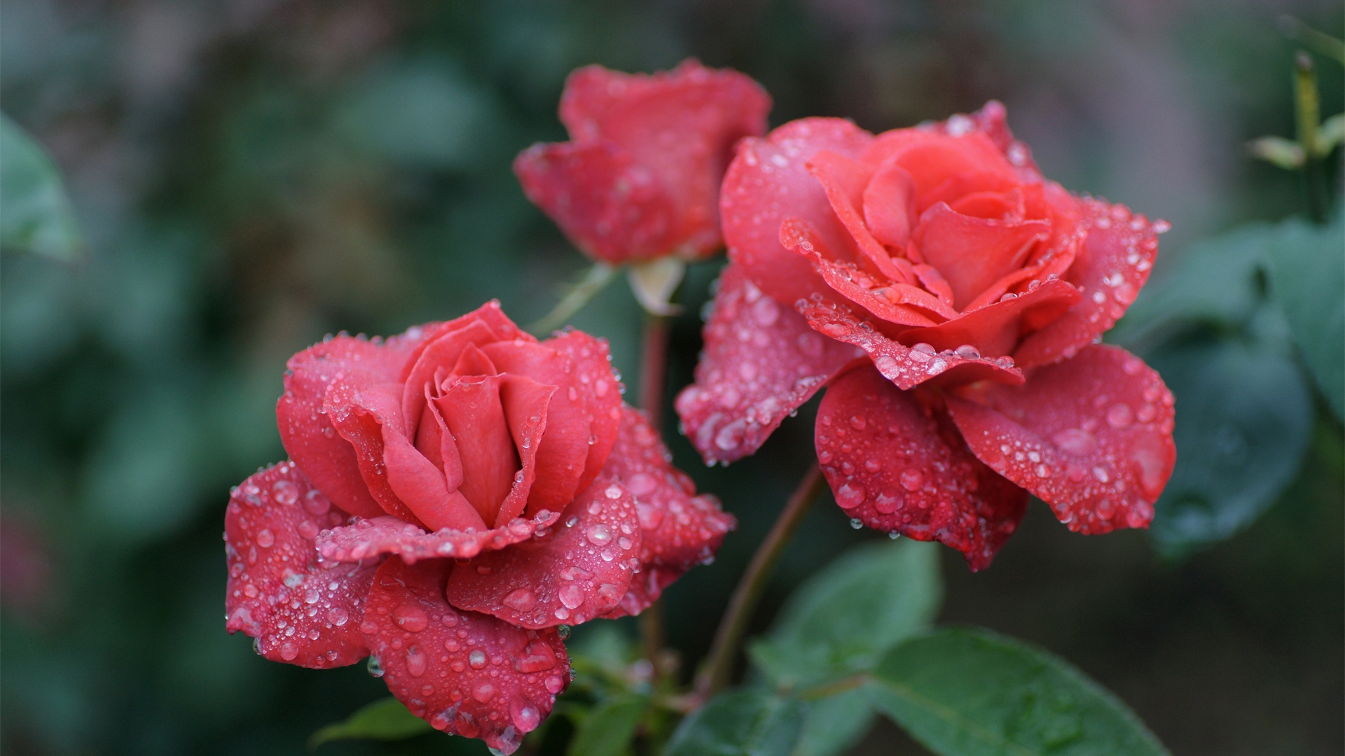Image: Rose, roses, red, drops, dew, water