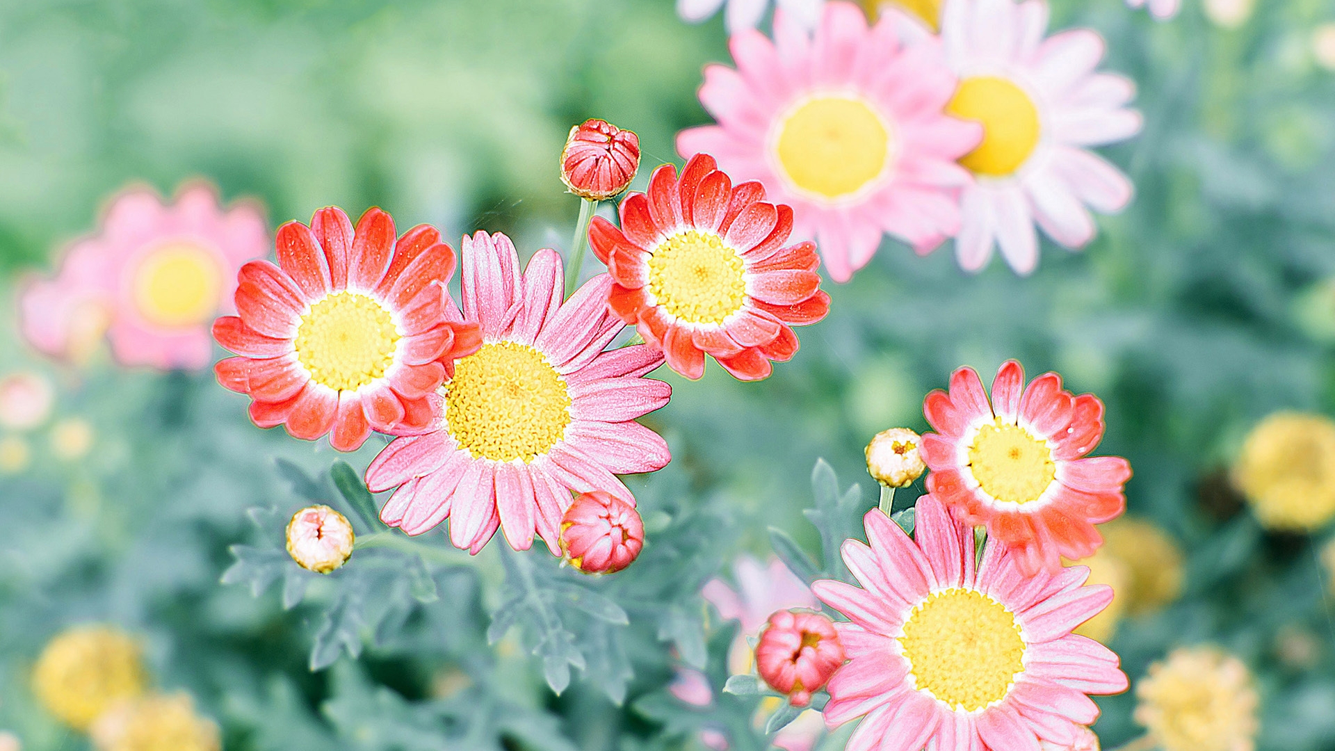 Image: Daisies, flowers, petals