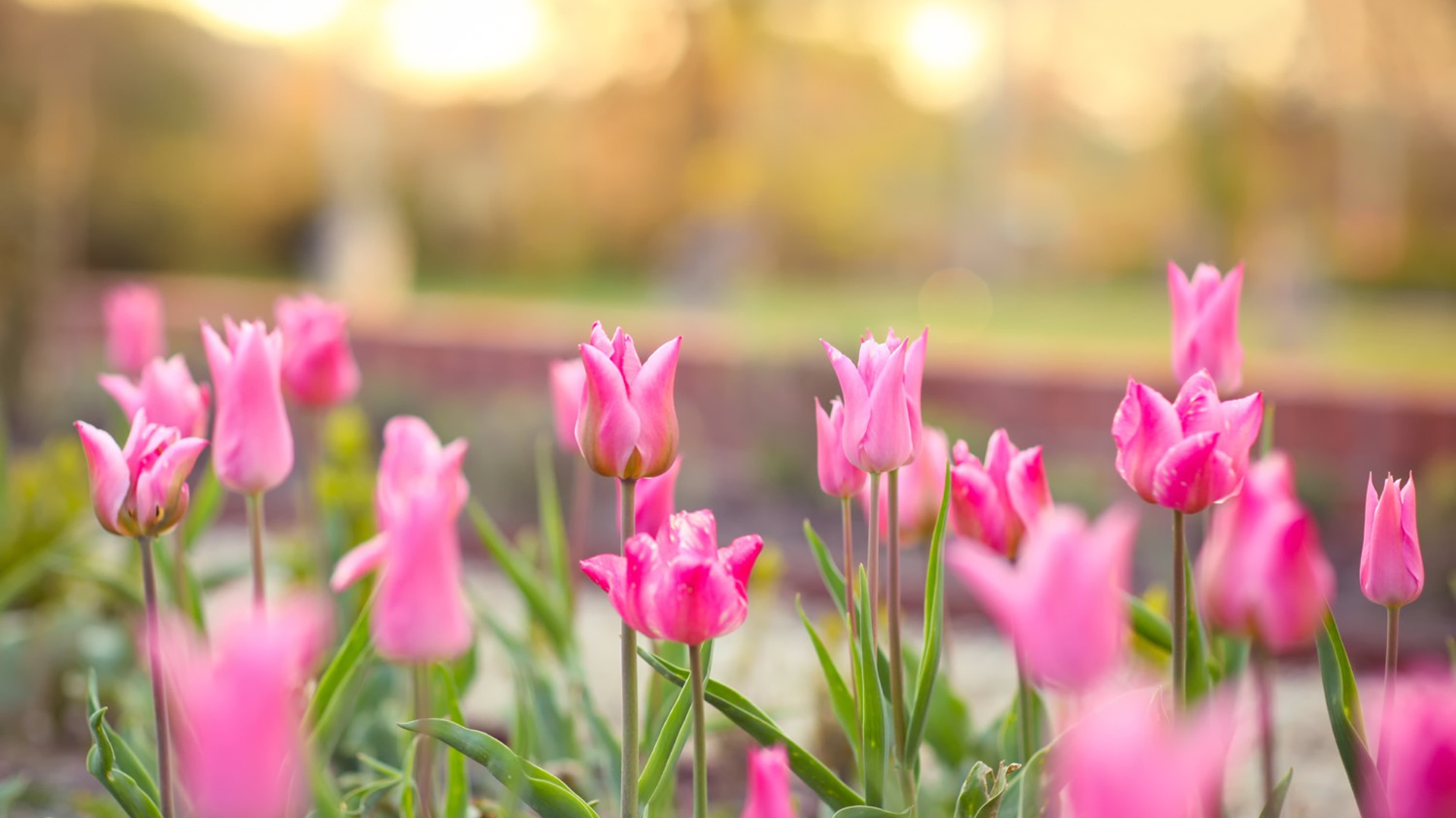 Image: Tulips, flowers, pink, flowerbed