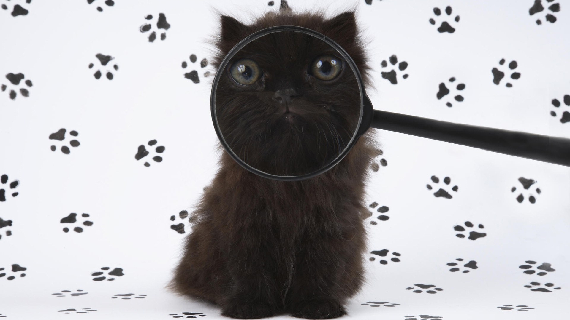 Картинка: Котёнок, чёрный, лупа, морда, глаза, лапы, следы, отпечатки, белый фон