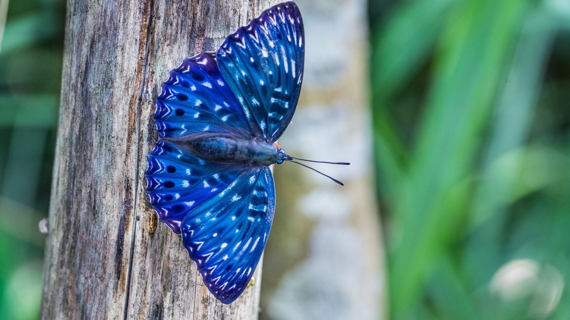Картинка: Бабочка, синяя, крылья, окрас, дерево, красивая