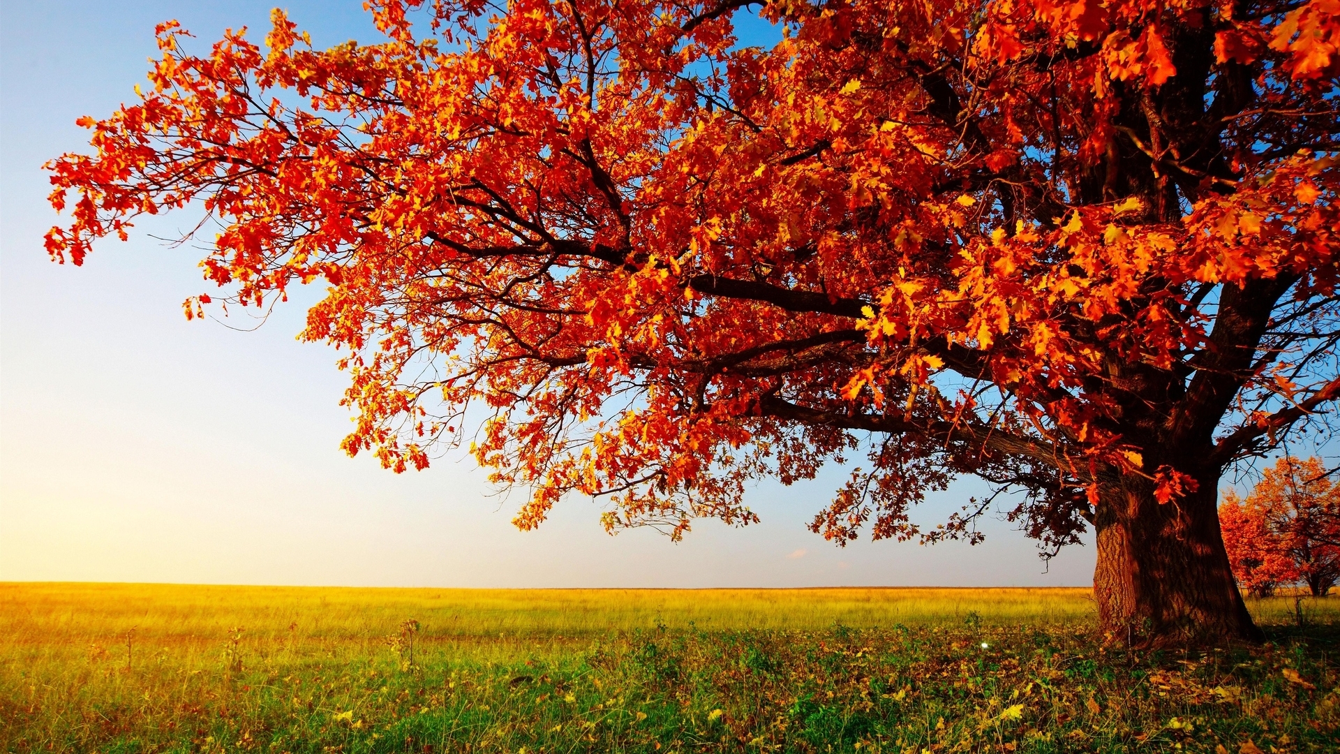 Скачать обои и картинки дерево, осень, листья, ветки, поле, трава для  рабочего стола в разрешении 1920x1080