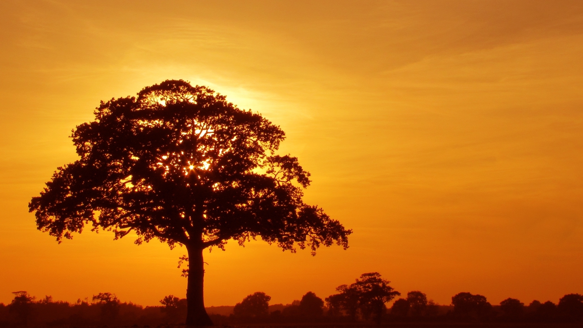 Image: nature, sunset, tree, sky