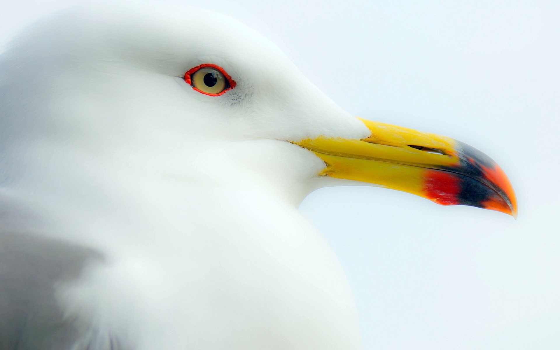 Image: Seagull, white, eyes, beak, bird