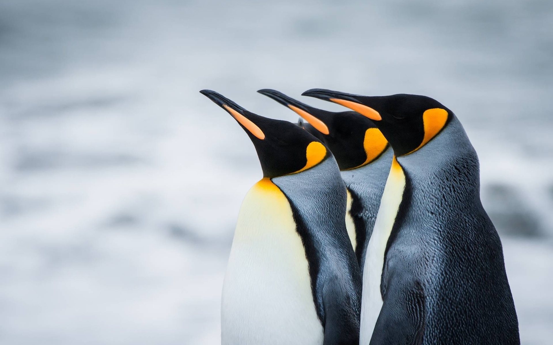 Image: Penguins, feathers, beak, head, snow, Antarctica