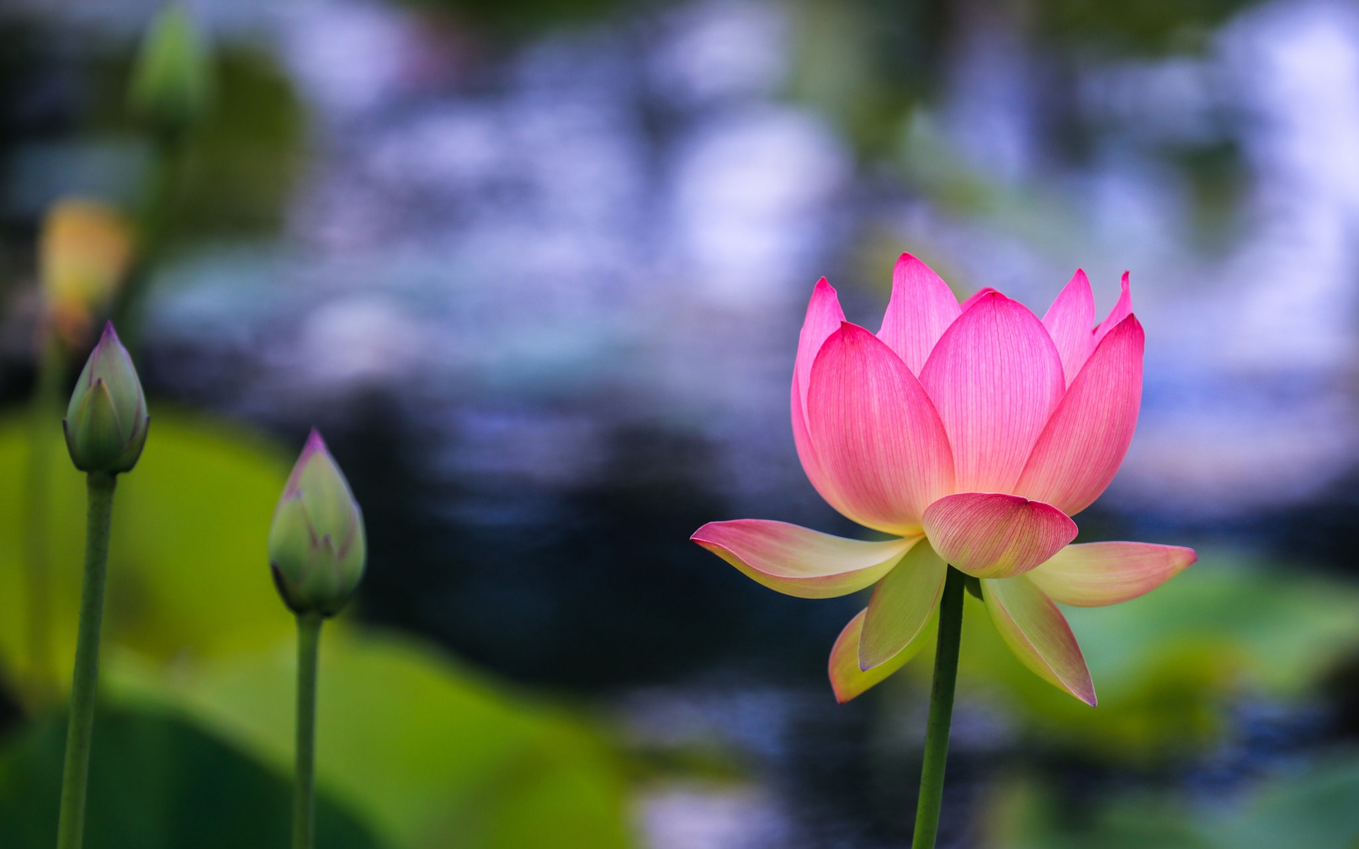 Image: Plant, Lotus, leaf, Bud, blur, water