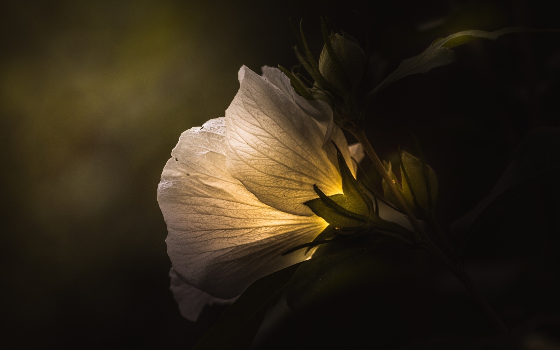 Image: Flower, petals, white, background, light