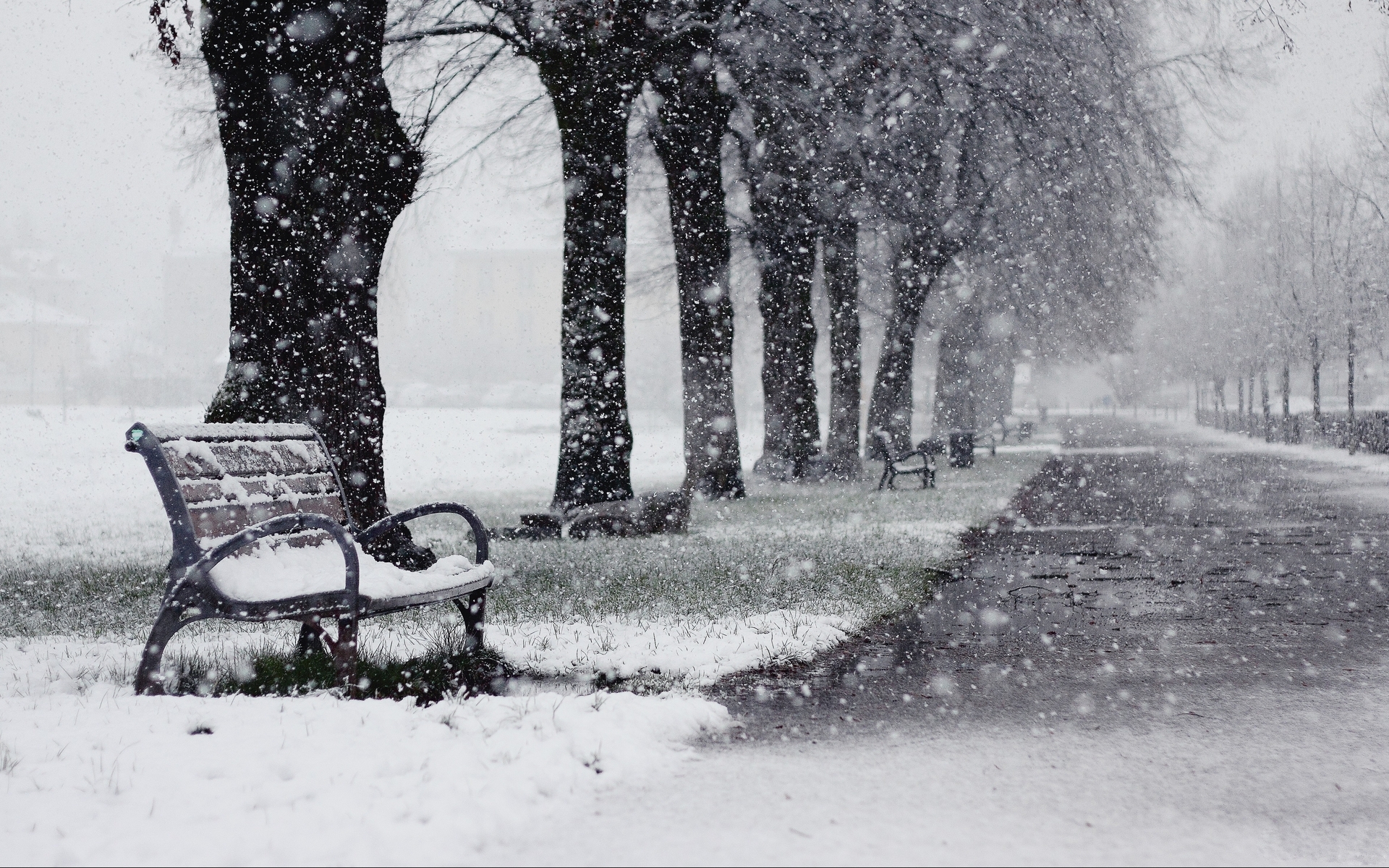 Image: Winter, park, snow, snowfall, snowflakes, road, bench, trees, grass, puddle