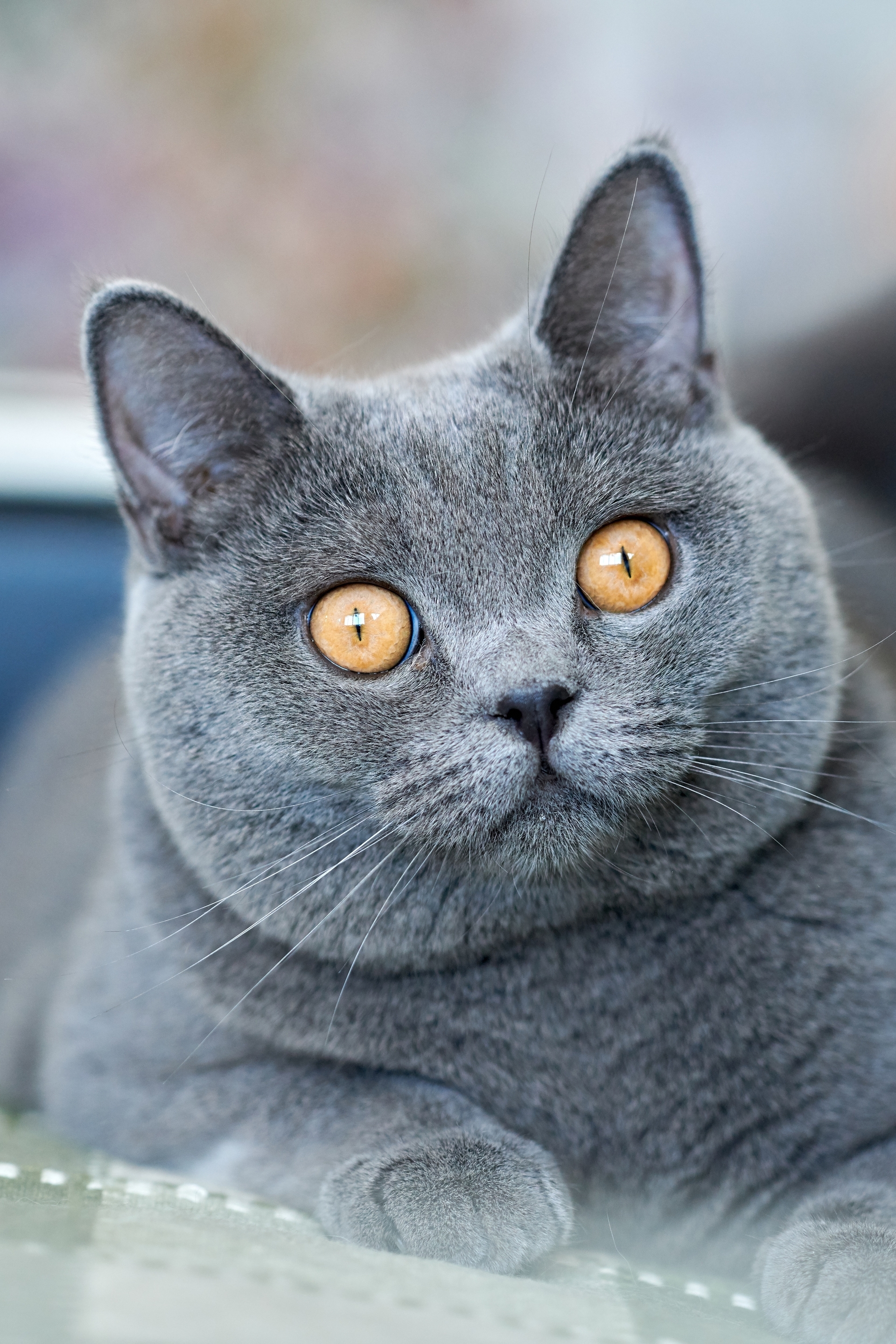 Image: British, Shorthair, breed, cat, morda, eyes, yellow, sofa