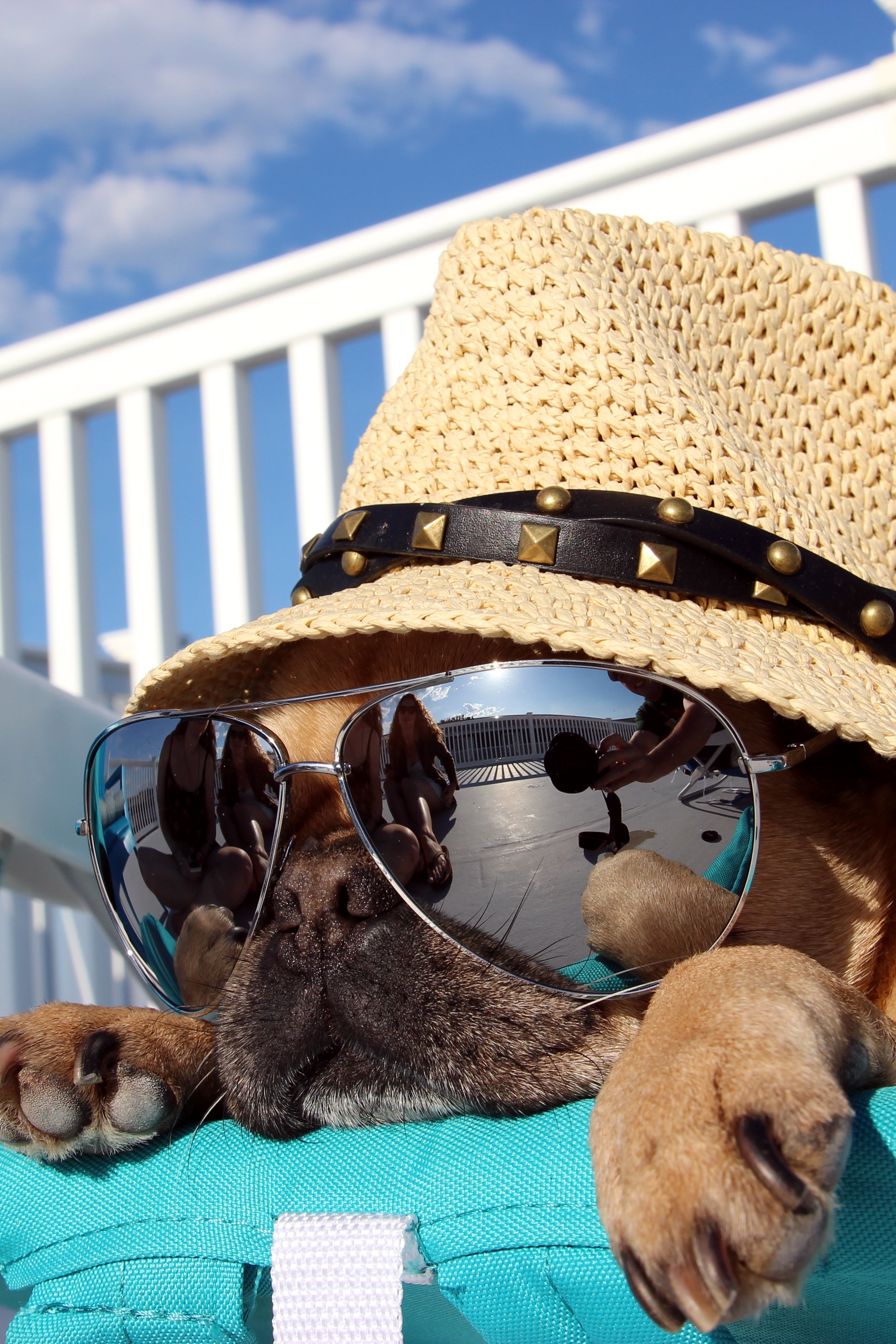 Картинка: Собака, шляпа, очки, отражение, лежит, шезлонг, отдых, небо, облака