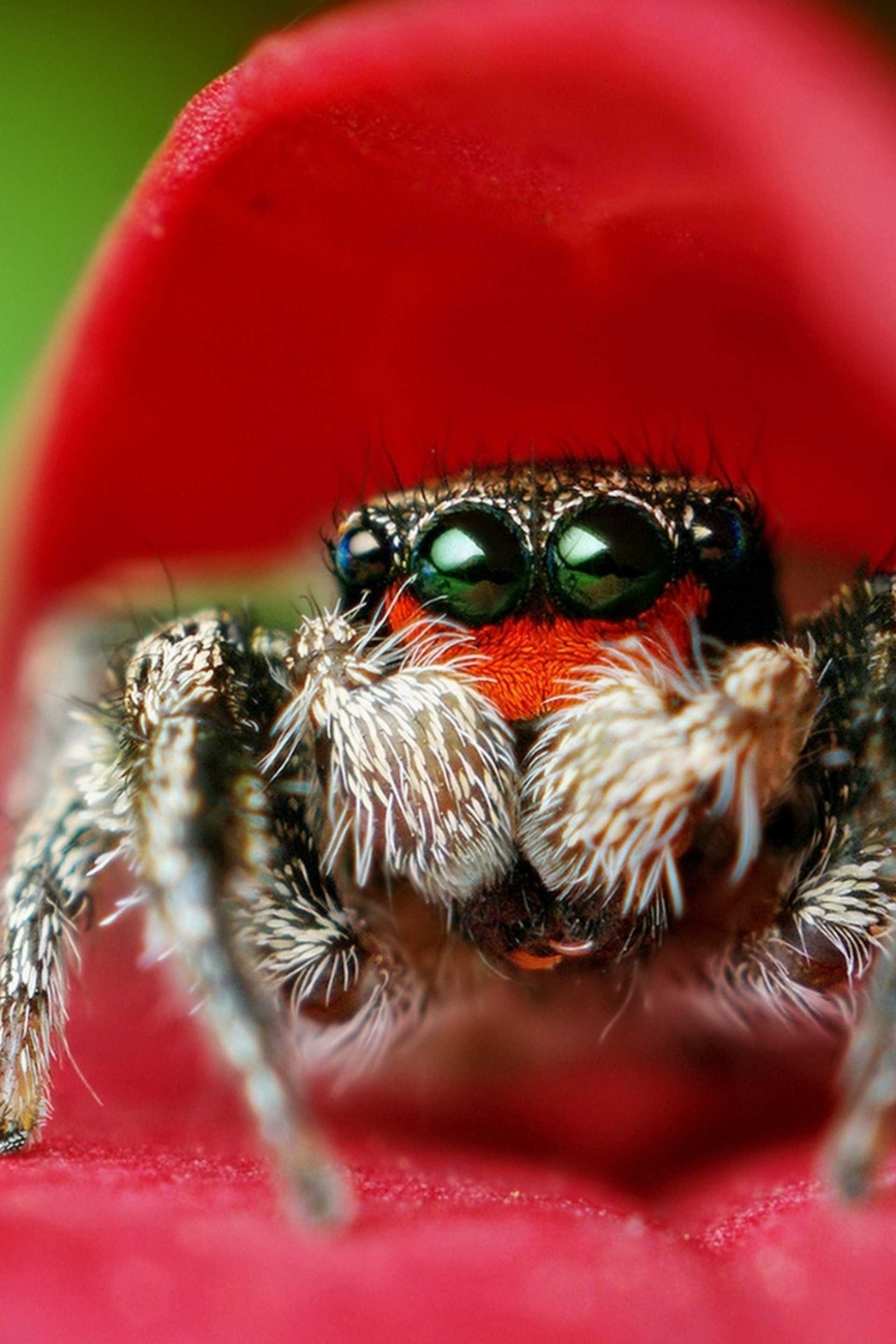 Image: Spider, close-up, macro