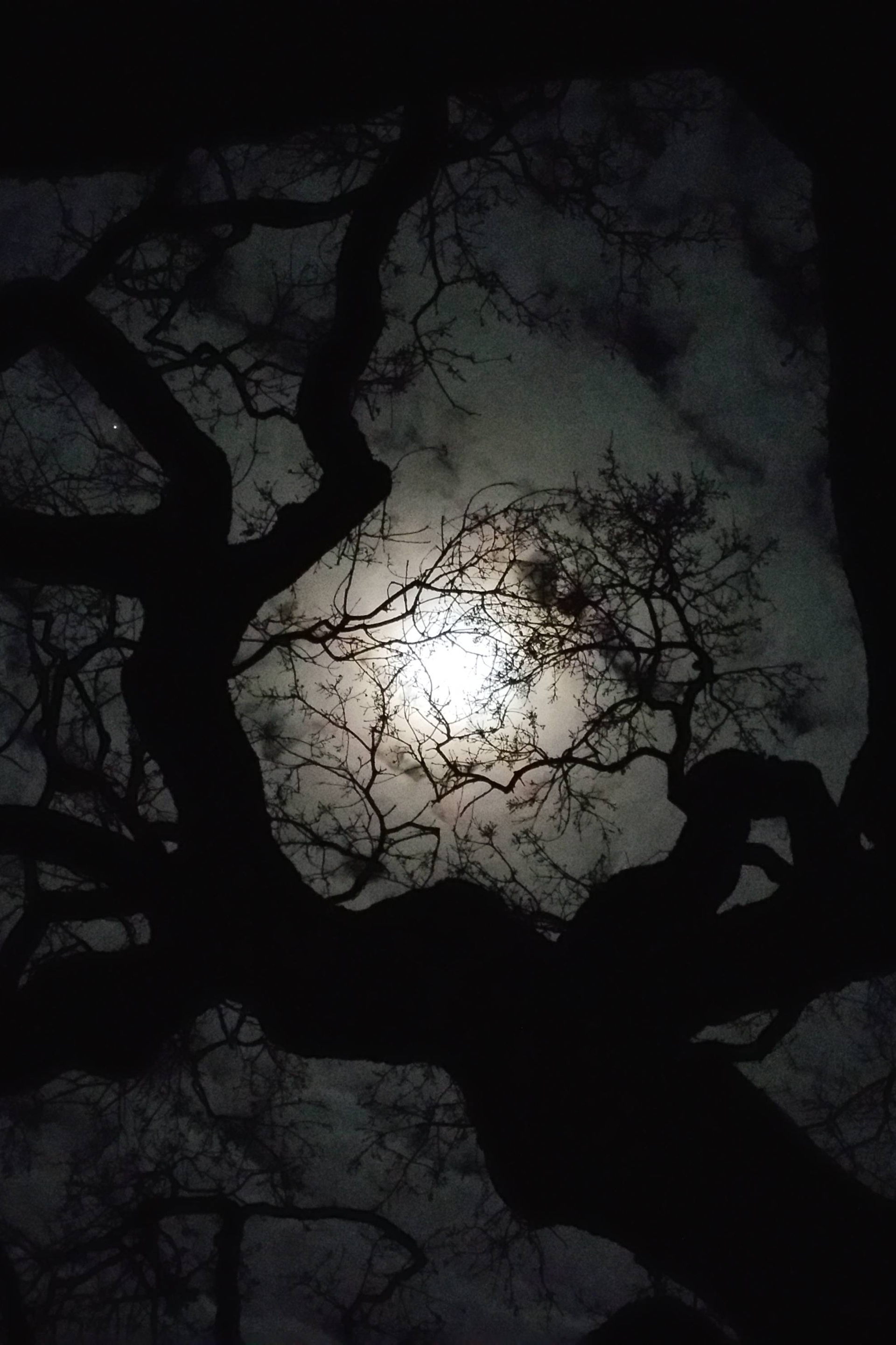 Луна сквозь деревья. Дерева в темноте. Дерево ночью. Ветви деревьев ночью. Ветка дерева ночью.