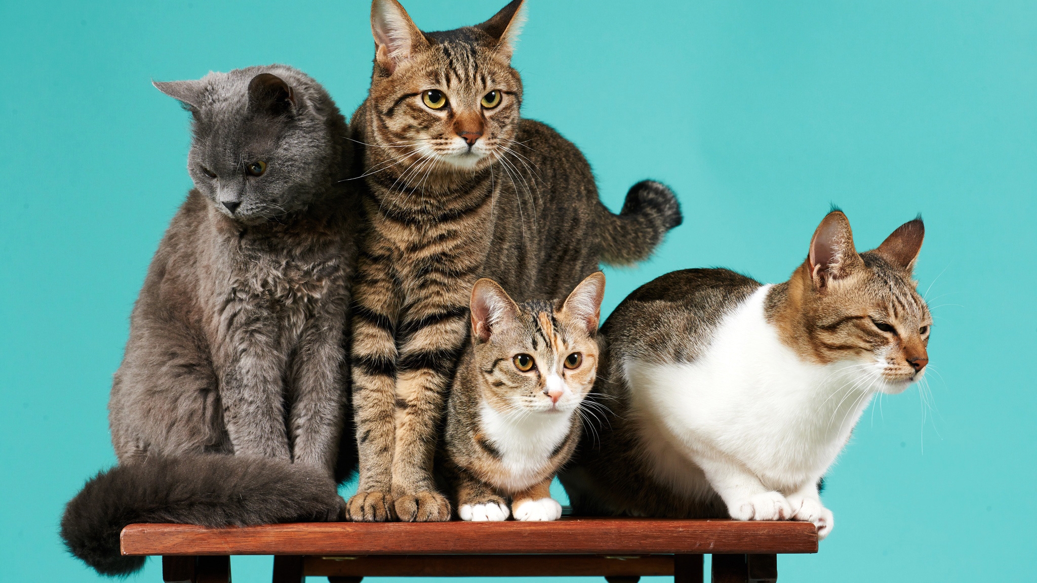 Картинка: Кошки, много, четыре, стол, фон