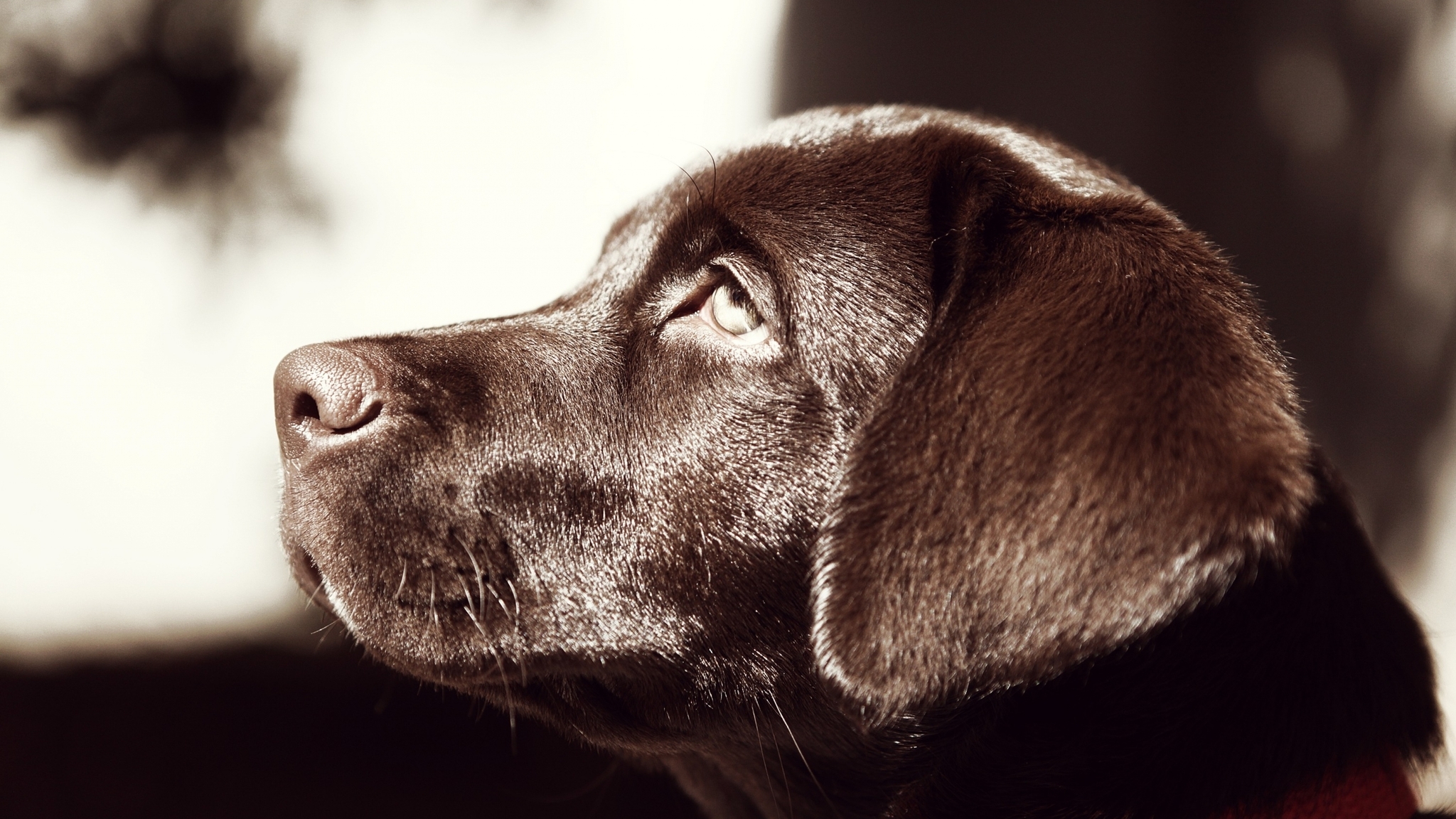 Image: Labrador, dog, dog, nose, eyes, ears, muzzle, profile, chocolate color