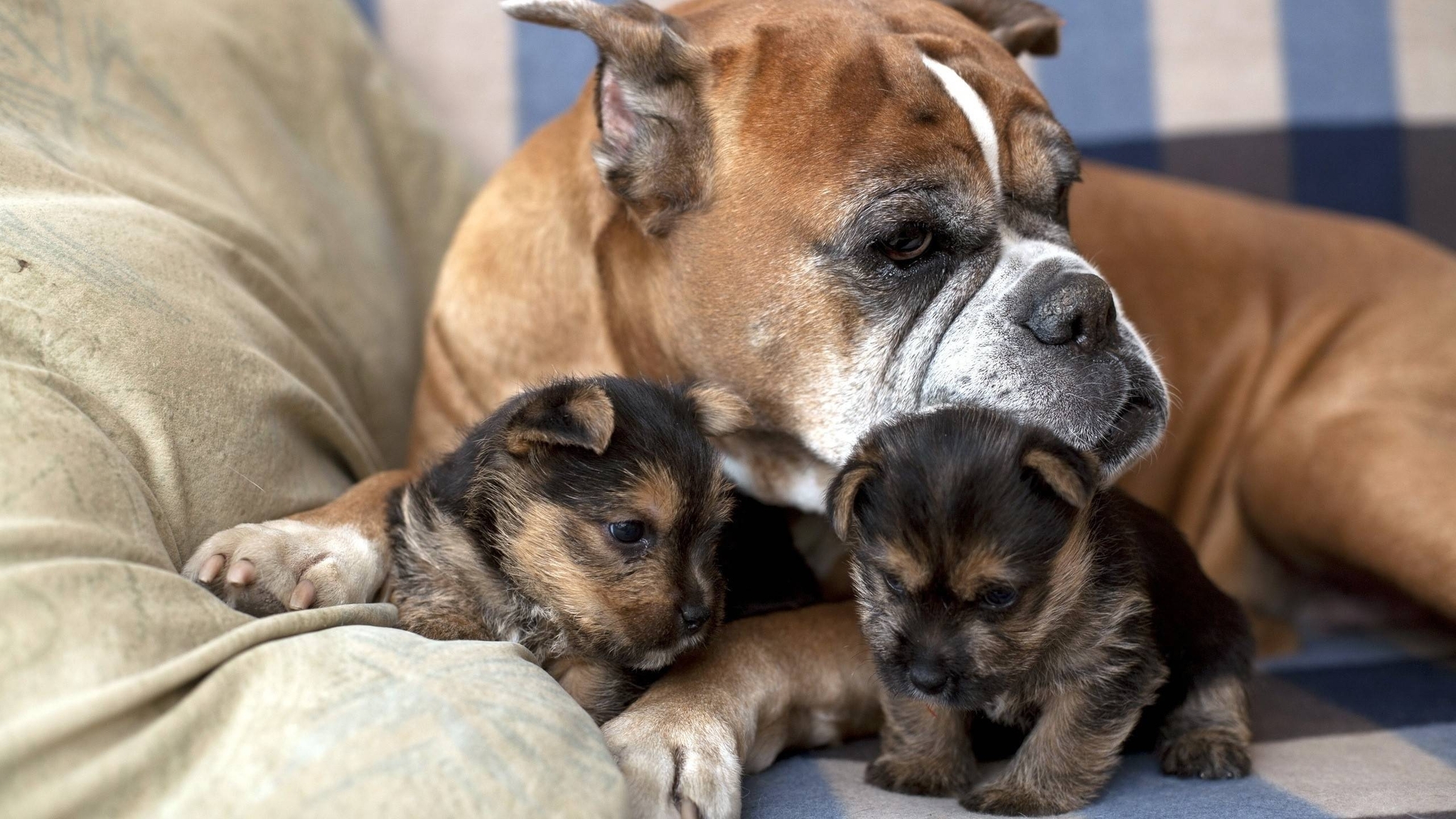 Image: Dog, breed, puppies, kids