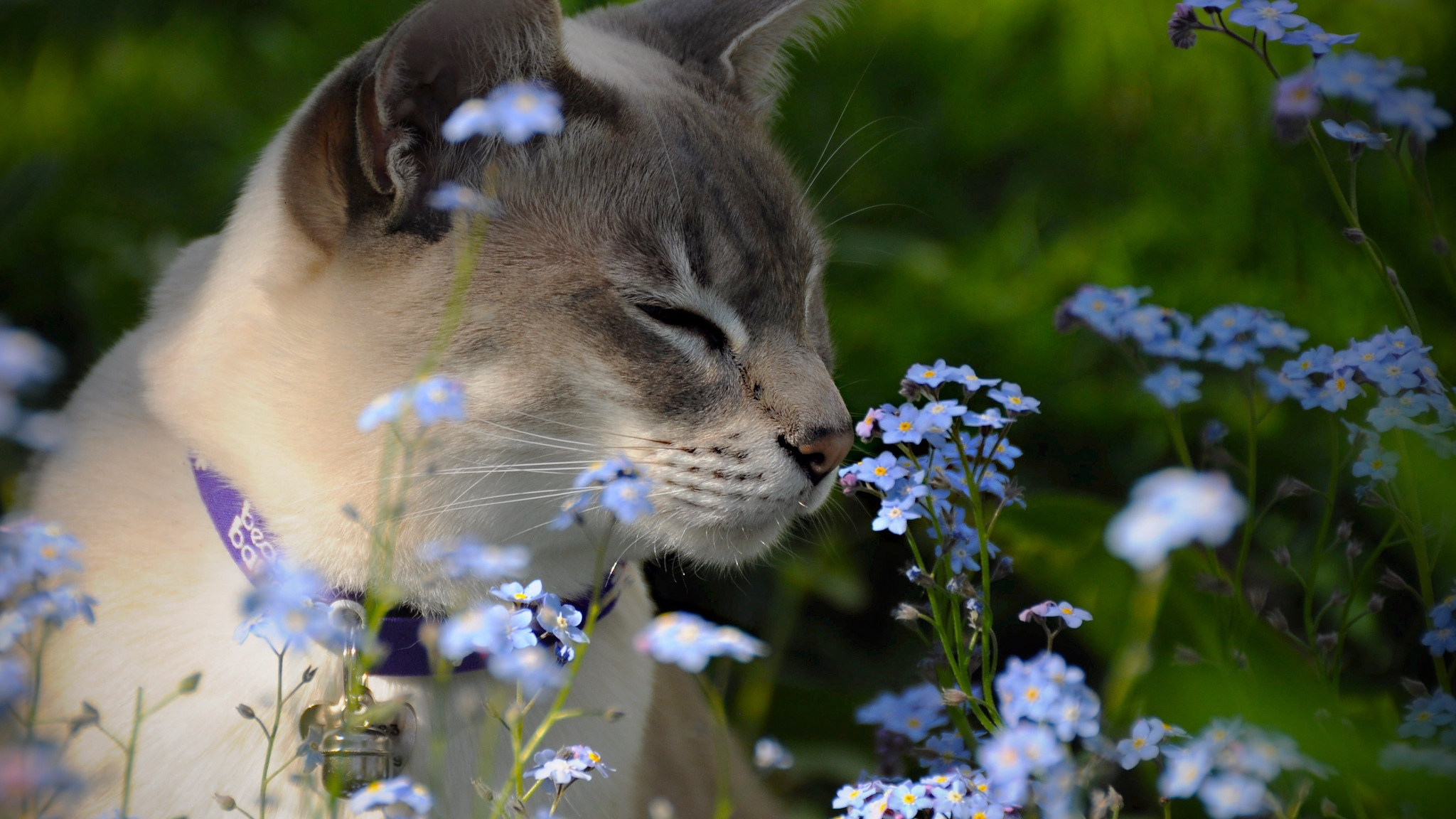 Картинка: Кошка, цветы, поле, нюхает, ошейник