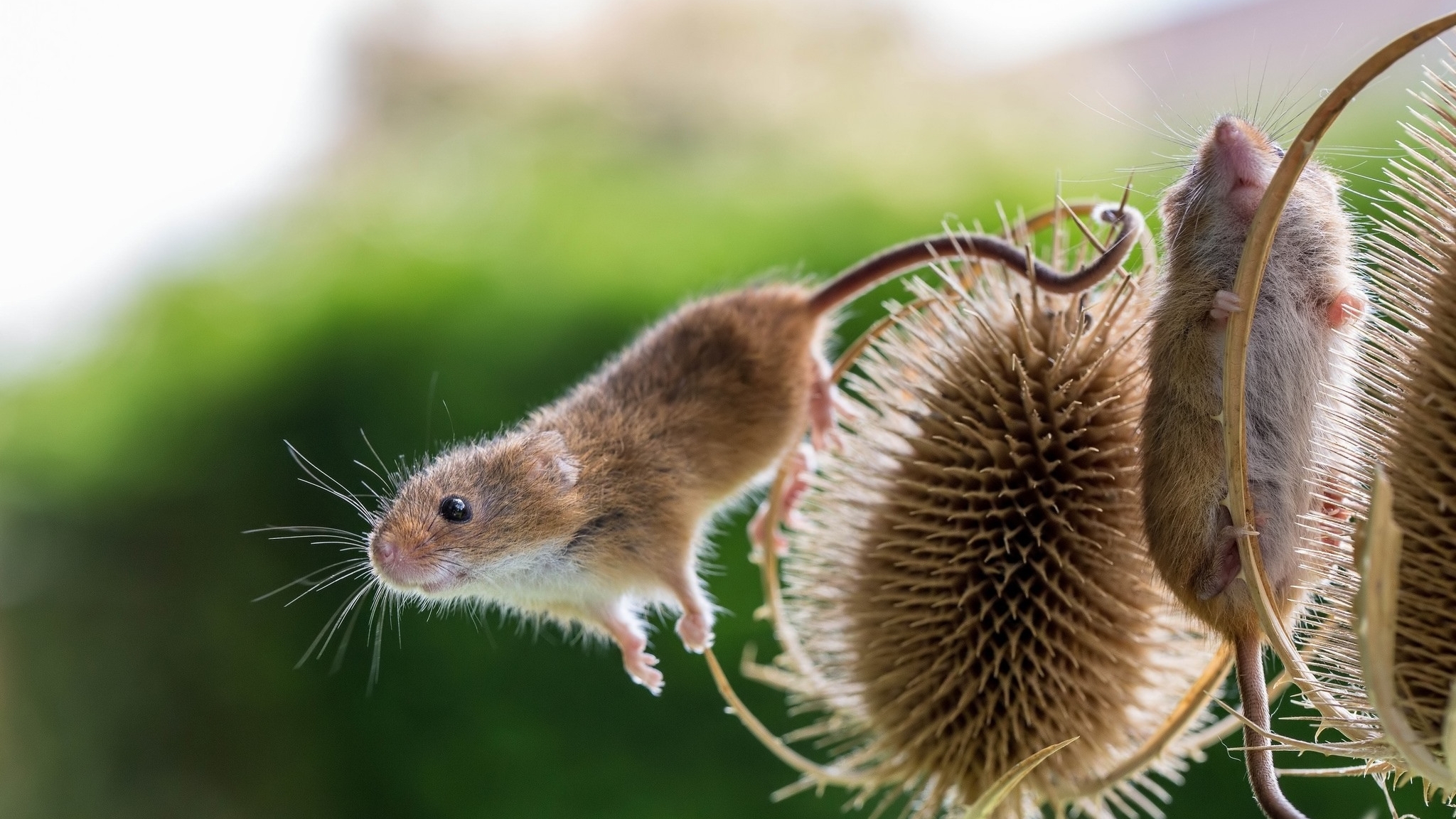 Картинка: Полевые мыши, мышки, растение, две, размытый фон