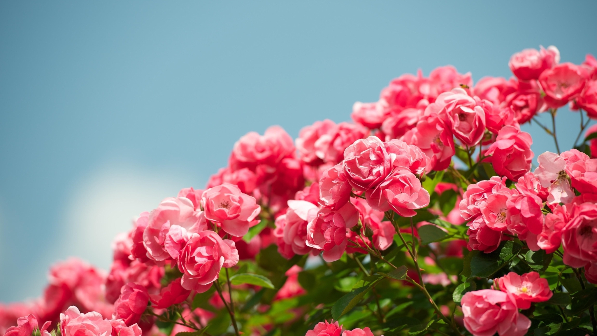 Image: Flowers, roses, shrub, sky