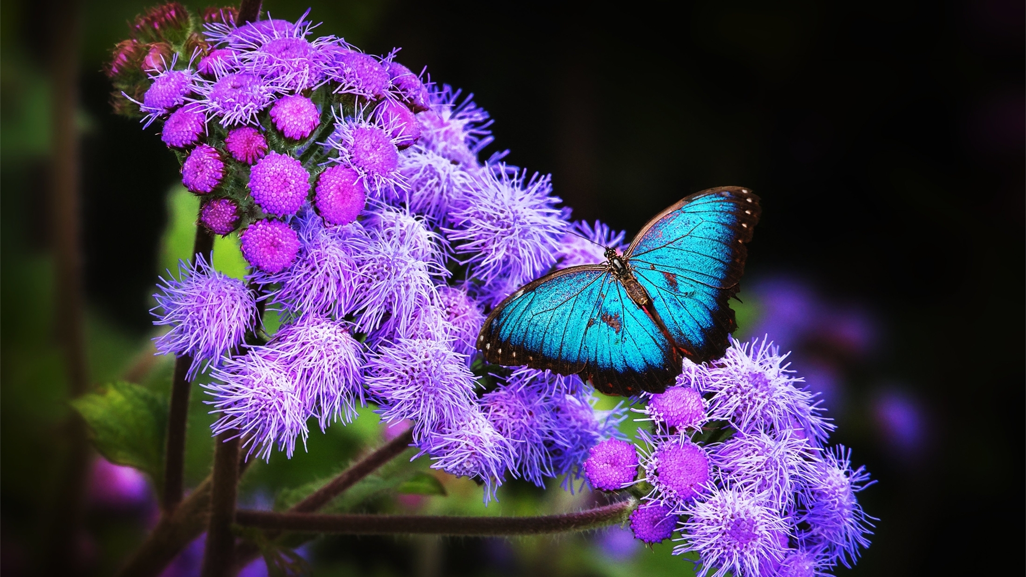 Картинка: Бабочка, крылья, цветок, растение