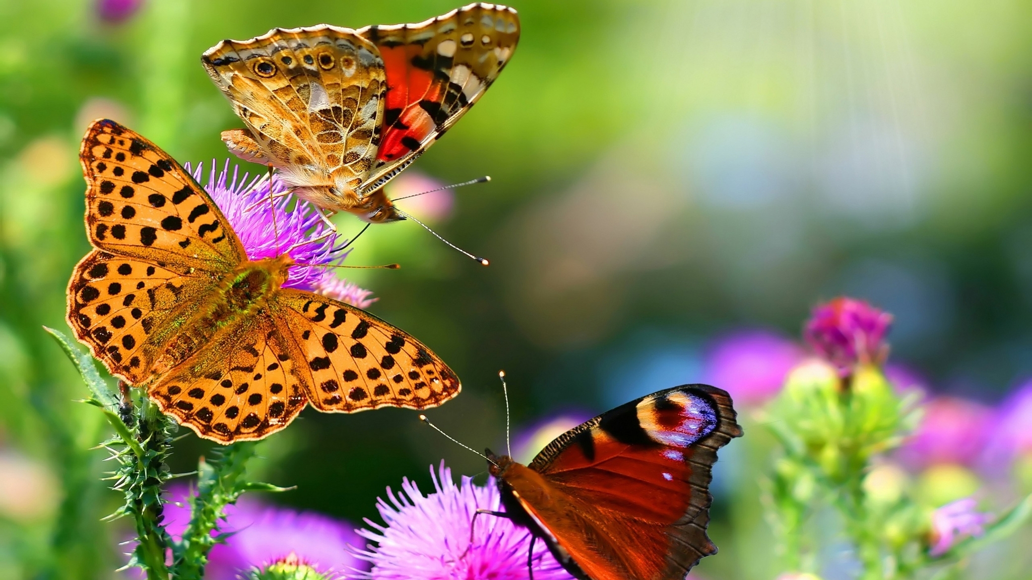 Картинка: Бабочки, крылья, усики, чертополох, цветки, растение
