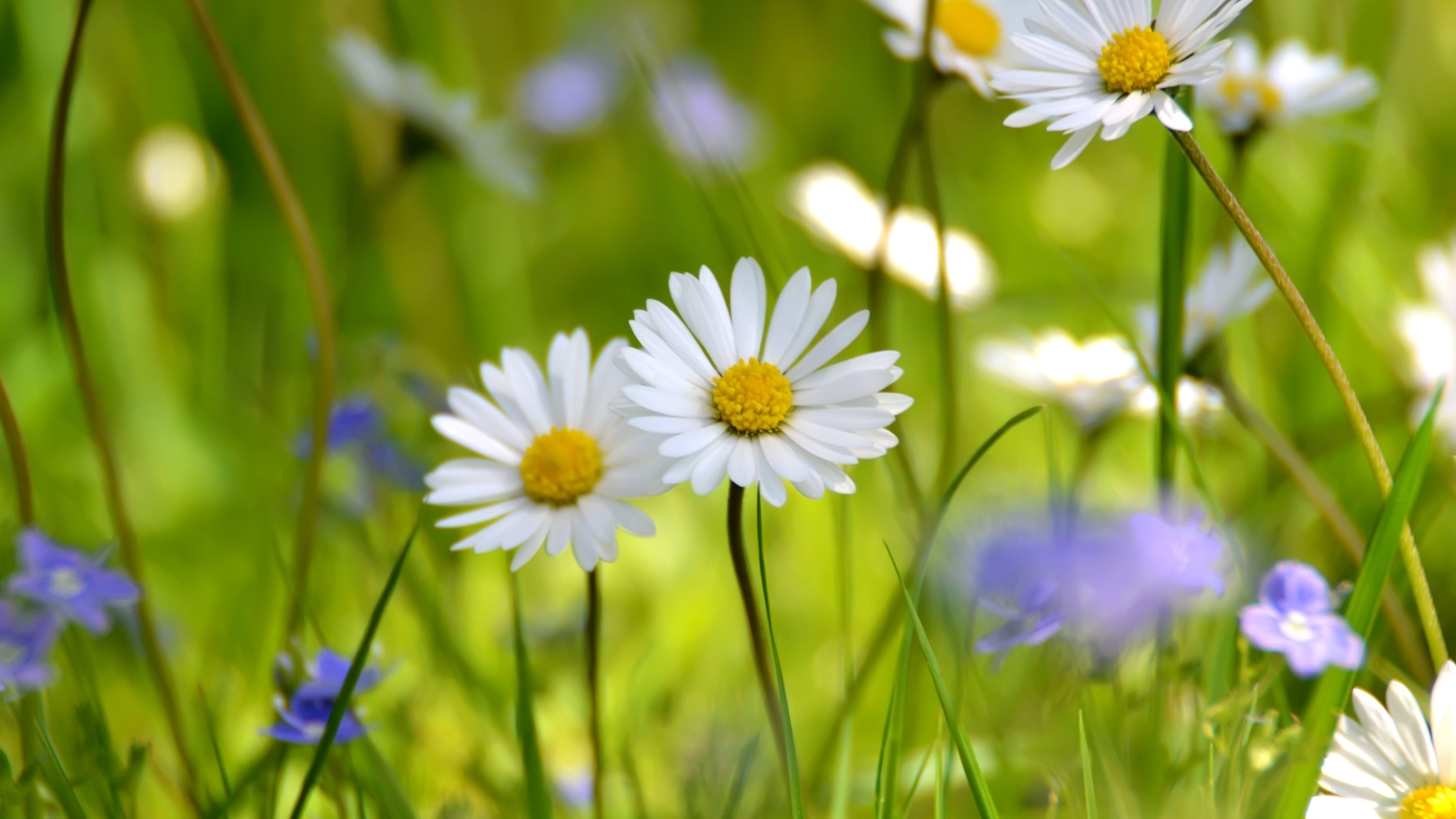 Image: Summer, daisies, field, meadow, grass