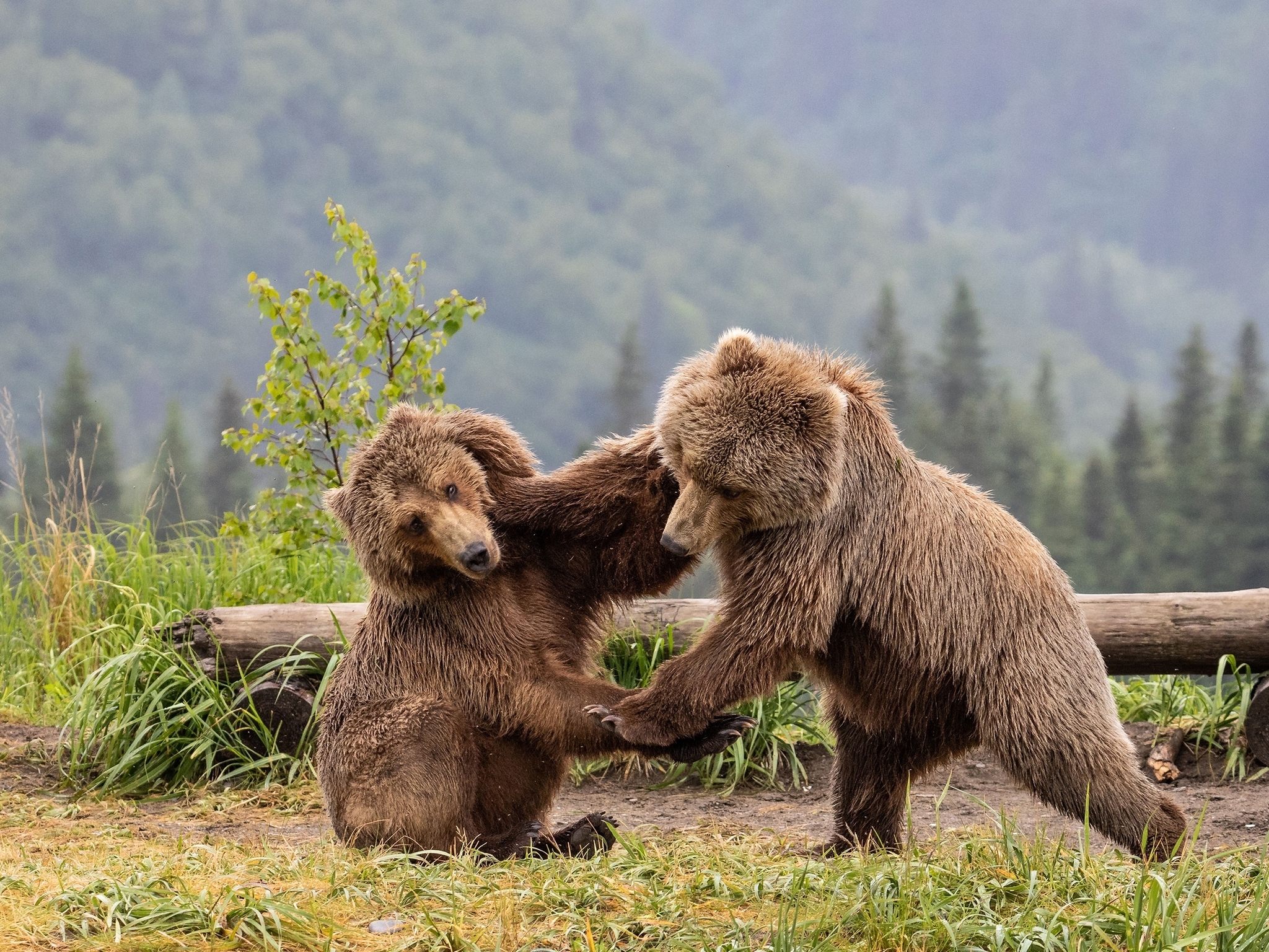 Картинка: Бурый, медведь, двое, пара, дерутся, лес, трава, деревья