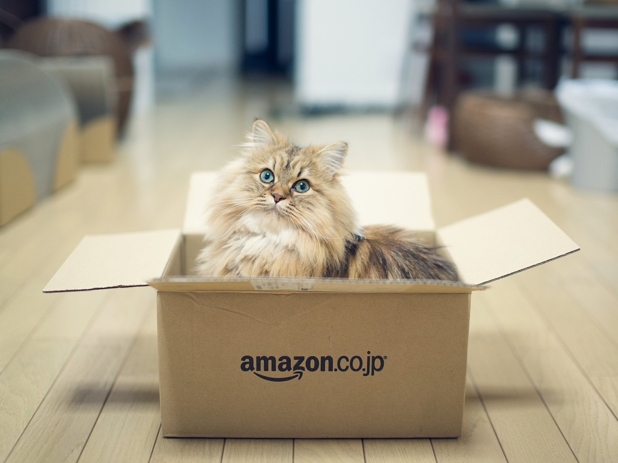 Картинка: Коробка, кошка, дом