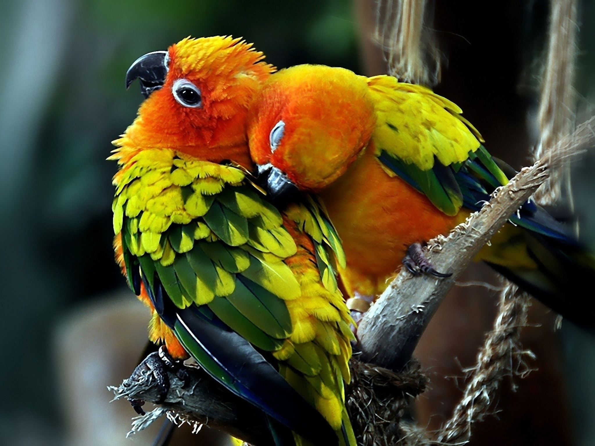 Image: Parrots, birds, beak, eyes, feathers, couple, love