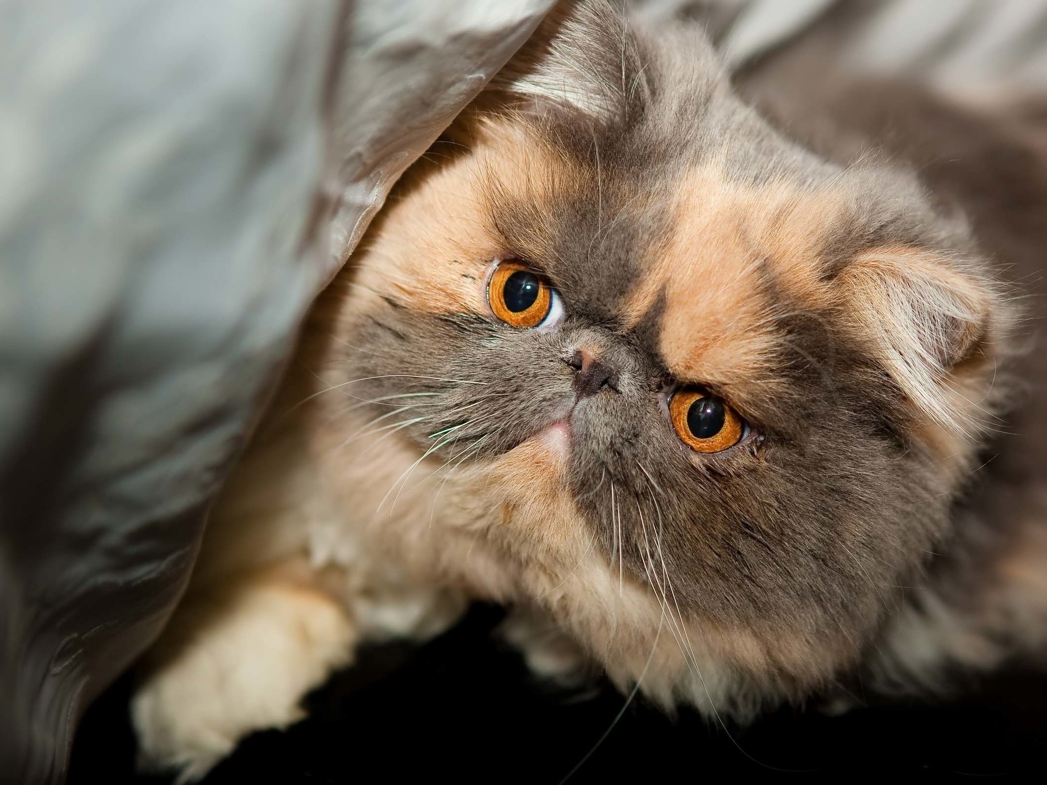 Image: Cat, eyes, Persian, purebred, snout, fluffy, lies