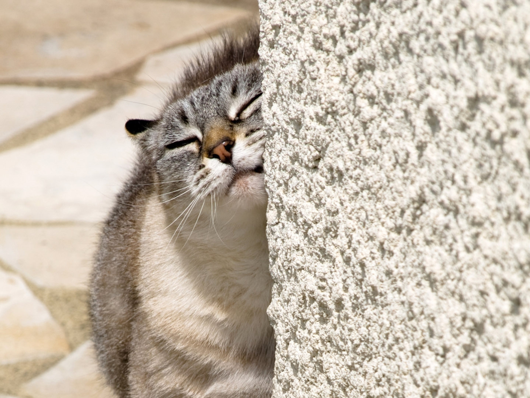 Картинка: Кот, кошка, морда, нос, шерсть, трётся, стена, камни