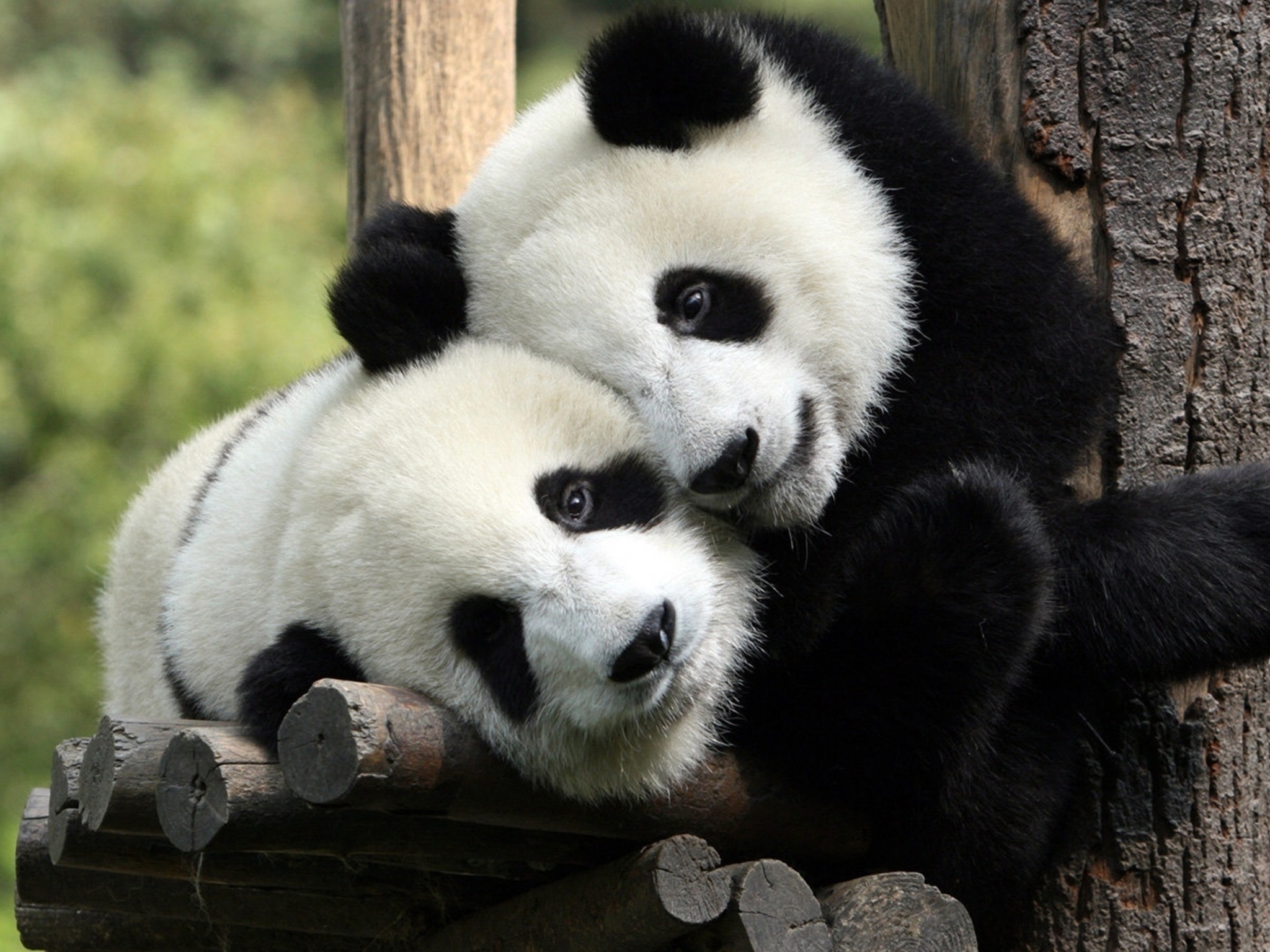Image: Panda, couple, stay, sticks, tree