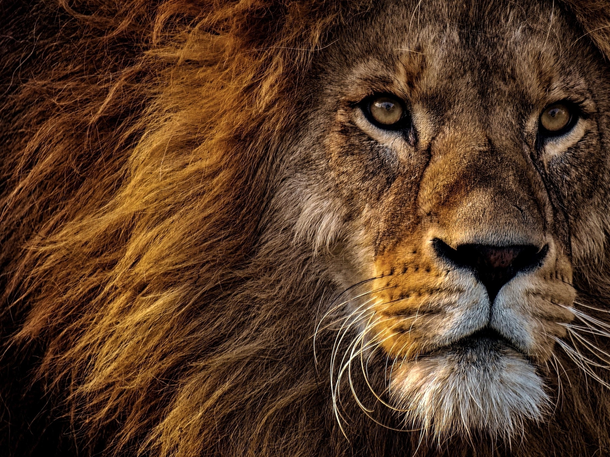 Картинка: Лев, король, царь зверей, морда, хищник, грива