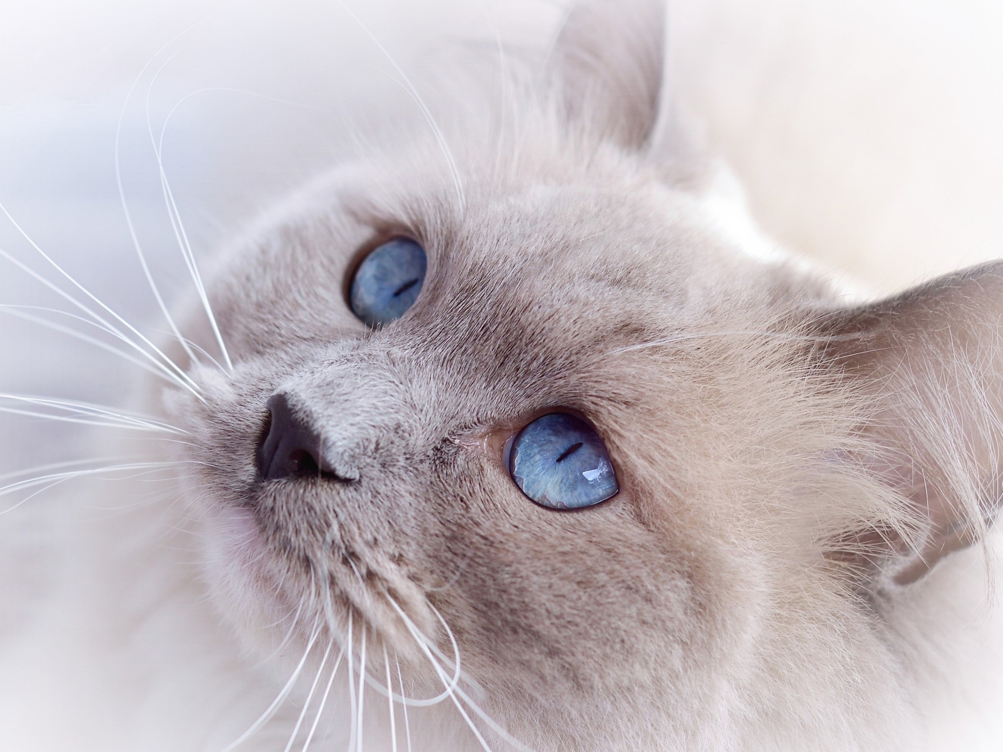 Image: Cat, muzzle, ears, coat, eyes, blue-eyed, looks