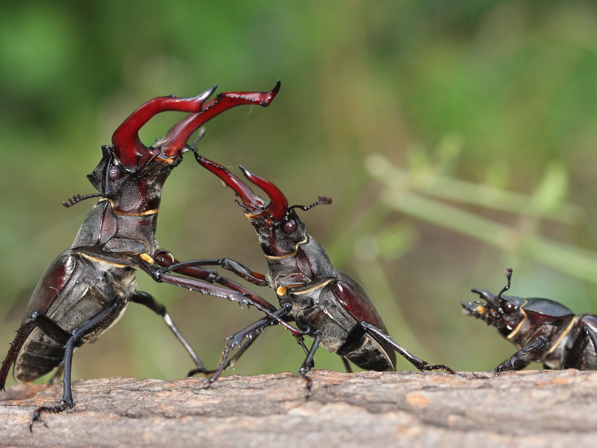 Image: Stag beetle, insects, fight, fight