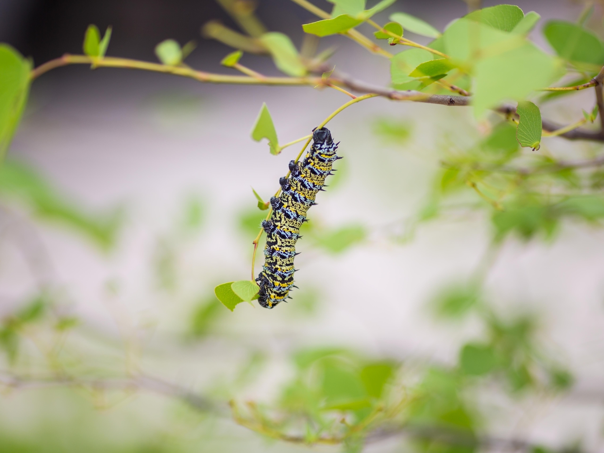 Image: Caterpillar, on a twig, leaves, blurred background