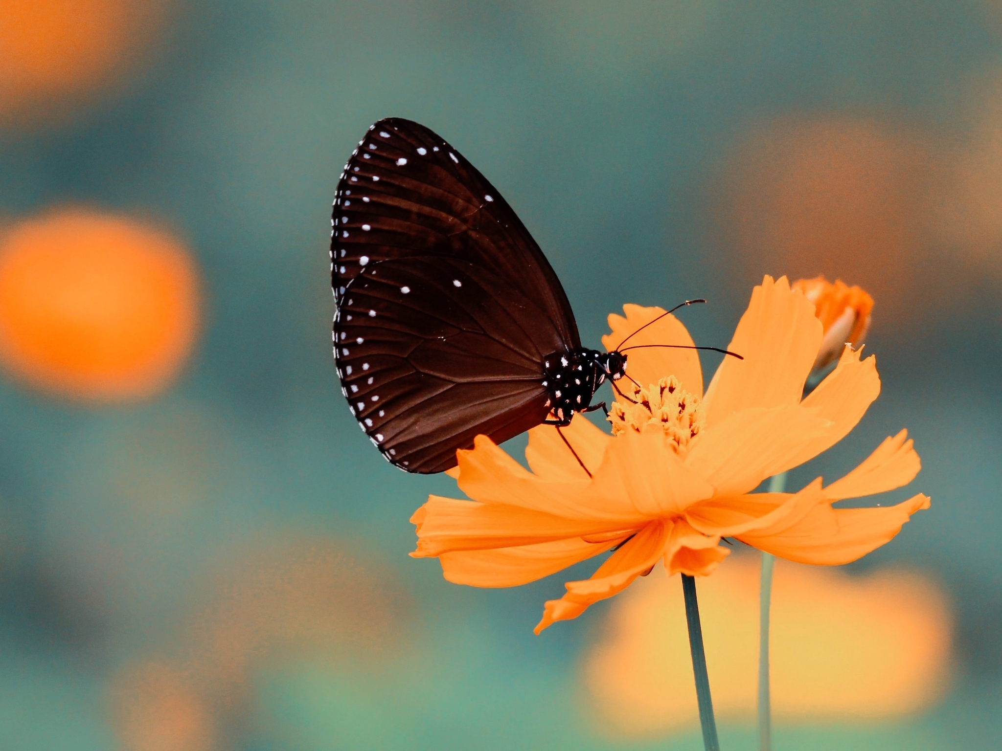 Image: Butterfly, flower, yellow, blurred background