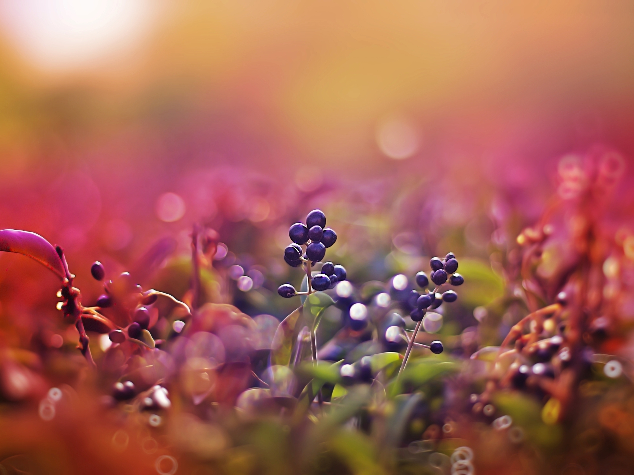 Image: Berries, sun, glare, bokeh, blur