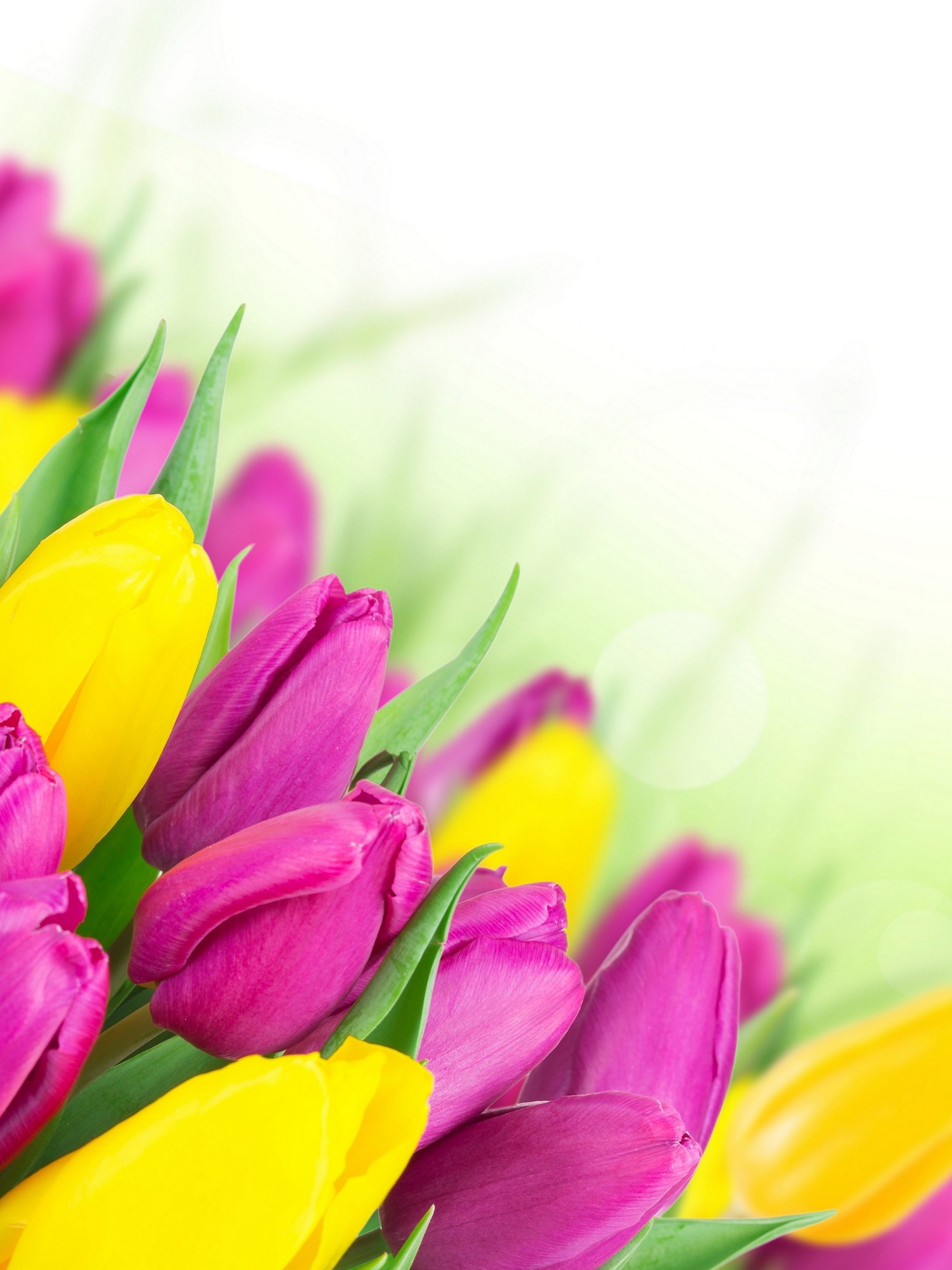Картинка: Тюльпаны, цветы, листья, жёлтый, розовый, праздник, весна, белый фон