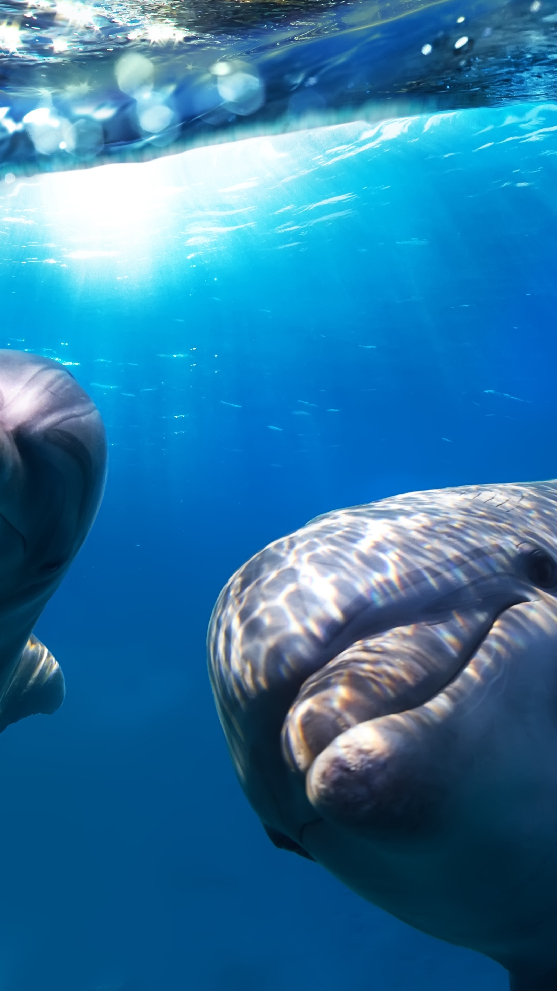 Картинка: Дельфины, плавники, улыбка, глаза, взгляд, вода, свет