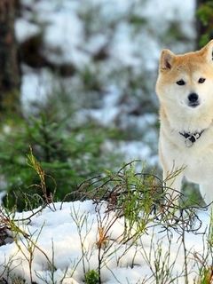 Картинка: Собака, Акита, снег, зима, прогулка, ветки, деревья, хвойный лес