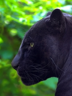 Image: Black, panther, predator, profile