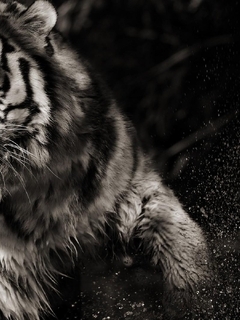 Image: Tiger, striped, predator, shadow, water, spray, black and white background