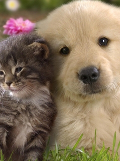 Картинка: Щенок, котёнок, рядом, вместе, дружба, пушистые, трава, цветы