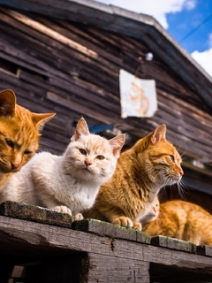 Image: cats, family, friendship