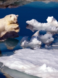 Картинка: Белый, медведь, хищник, шерсть, прыгает, снег, вода, таяние, Арктика